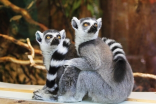 Lemurenaffen im Thüringer Zoopark Erfurt bewundern